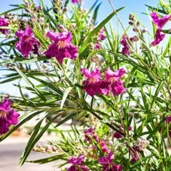 Bubba Jones Desert Willow -Brighterblooms Shop Desert WIllow Bubba Jones 1