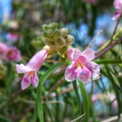 Bubba Desert Willow -Brighterblooms Shop Desert Willow Bubba 2