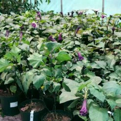 Devil's Trumpet Plant 10 Devil's Trumpet Plant -Brighterblooms Shop Devils Trumpet 2