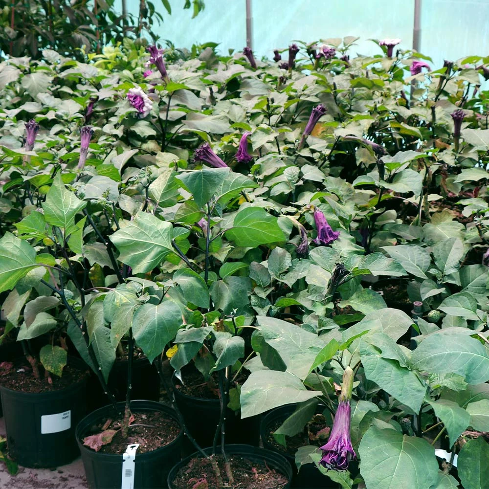 Devil's Trumpet Plant 5 Devil's Trumpet Plant - Image 3