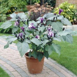 Devil's Trumpet Plant 12 Devil's Trumpet Plant -Brighterblooms Shop Devils Trumpet 2 FGT