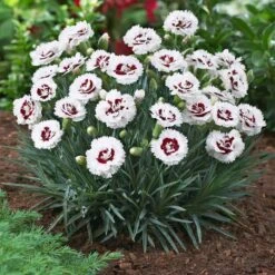 Scent First® Coconut Surprise Dianthus -Brighterblooms Shop Dianthus Coconut Sundae 1