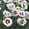 Scent First® Coconut Surprise Dianthus