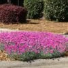 Firewitch Dianthus 2 Firewitch Dianthus -Brighterblooms Shop Dianthus Firewitch BB 600x600 f211a5ee 9086 4ba7 9ae5 a8ebef08d53a