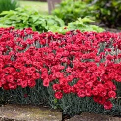 Fruit Punch® ‘Maraschino’ Dianthus -Brighterblooms Shop Dianthus Fruit Punch 2