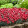 Fruit Punch® ‘Maraschino’ Dianthus -Brighterblooms Shop Dianthus Fruit Punch BB 600x600 fc874a25 35c5 443d a10c ca9d74c219d0
