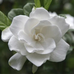 Double Blooming Gardenia Tree -Brighterblooms Shop Double Blooming Gardenia 3 BB
