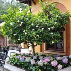 Double Blooming Gardenia Tree -Brighterblooms Shop Double Blooming Gardenia Tree 6