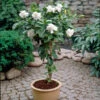 Double Blooming Gardenia Tree -Brighterblooms Shop Double Blooming Gardenia Tree BB 600x600 10c74c37 6b6b 42eb 8b5d cde80bdacaff