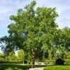 Drake Chinese Elm Tree -Brighterblooms Shop Drake Chinese Elm BB 600x600 0aa47c26 f7ce 4e33 af4c 61150ff4f2cf