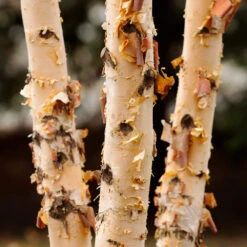 Dura Heat'® River Birch Tree -Brighterblooms Shop Dura Heat River Birch 4