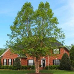 Dura Heat'® River Birch Tree -Brighterblooms Shop Dura Heat River Birch BB 2
