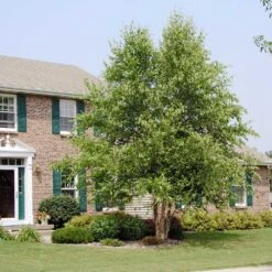 Dura Heat'® River Birch Tree -Brighterblooms Shop Dura Heat River Birch BB 5