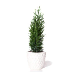 Dwarf Italian Cypress Tree -Brighterblooms Shop Dwarf Italian Cypress 800 Mainimage BB