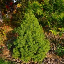 Dwarf Alberta Spruce Tree -Brighterblooms Shop Dwarf ALberta ALberta Spruce 2 BB