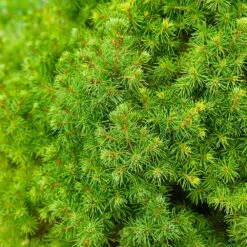 Dwarf Alberta Spruce Tree -Brighterblooms Shop Dwarf ALberta ALberta Spruce 6