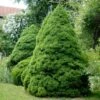 Dwarf Alberta Spruce Tree 2 Dwarf Alberta Spruce Tree -Brighterblooms Shop Dwarf ALberta ALberta Spruce 600x600 BB