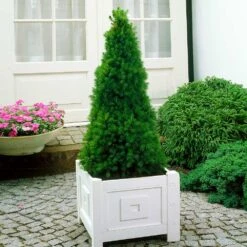 Dwarf Alberta Spruce Tree -Brighterblooms Shop Dwarf ALberta ALberta Spruce 7 BB