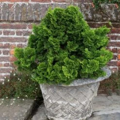 Dwarf Hinoki Cypress Shrub -Brighterblooms Shop Dwarf Hinoki Cypress 2