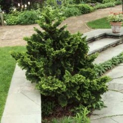 Dwarf Hinoki Cypress Shrub -Brighterblooms Shop Dwarf Hinoki Cypress 3