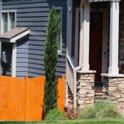 Dwarf Italian Cypress Tree -Brighterblooms Shop Dwarf Italian Cypress 3