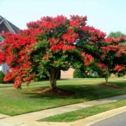 Dynamite Crape Myrtle Tree -Brighterblooms Shop Dynamite Crape Myrtle 1 BB