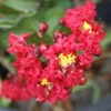 Dynamite Crape Myrtle Tree -Brighterblooms Shop Dynamite Crape Myrtle BB 600x600 2ca35fa7 dbee 4d74 bb3a 57daea19f620