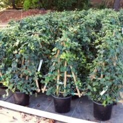 English Ivy 13 English Ivy -Brighterblooms Shop ENglishIvy1