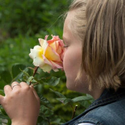 Euphoria® Rose Shrub 9 Euphoria® Rose Shrub -Brighterblooms Shop EUphoria Rose Tree 1