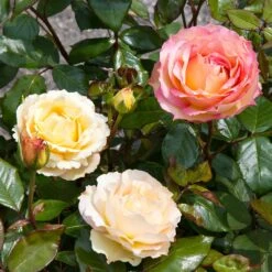 Euphoria® Rose Shrub 11 Euphoria® Rose Shrub -Brighterblooms Shop EUphoria Rose Tree 4