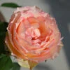 Euphoria® Rose Shrub -Brighterblooms Shop EUphoria Rose Tree BB 600x600 3d4d7355 ee52 4f65 818e a3e83b7de99f