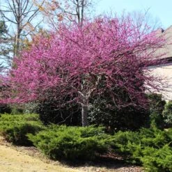 Eastern Redbud Tree -Brighterblooms Shop Eastern Redbud 3 53819fdc c67e 4f25 8b35 6864a2a42108