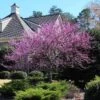 Eastern Redbud Tree -Brighterblooms Shop Eastern Redbud BB 600x600 1fb08bdf b69a 434e a1e9 42d804b165e0