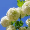 Eastern Snowball Bush -Brighterblooms Shop Eastern Snowball BB 600x600 7e4dfa95 c5b7 45f1 ae43 e7cbe1ad7034