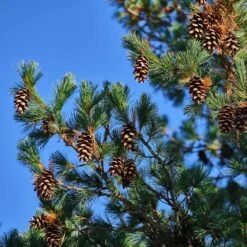 Eastern White Pine Tree -Brighterblooms Shop Eastern White pine 1