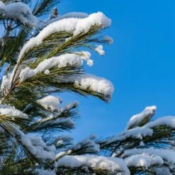 Eastern White Pine Tree -Brighterblooms Shop Eastern White pine 2 BB