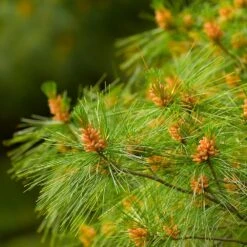 Eastern White Pine Tree -Brighterblooms Shop Eastern White pine 6 BB