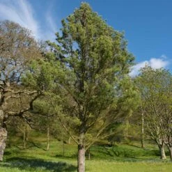 Eastern White Pine Tree -Brighterblooms Shop Eastern White pine 7 BB