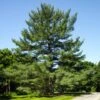 Eastern White Pine Tree 2 Eastern White Pine Tree -Brighterblooms Shop Eastern White pine BB 600x600 1940dd6b a2b5 463e ac2f c5a5cc240626