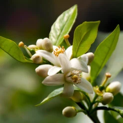 EasyPeel Clementine Tree -Brighterblooms Shop Easy Peel Clementine 5