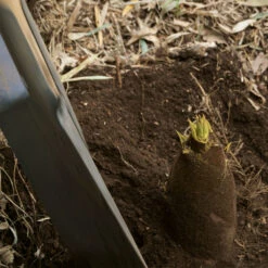 Edible Bamboo Plant 9 Edible Bamboo Plant -Brighterblooms Shop Edible Bamboo 1 BB