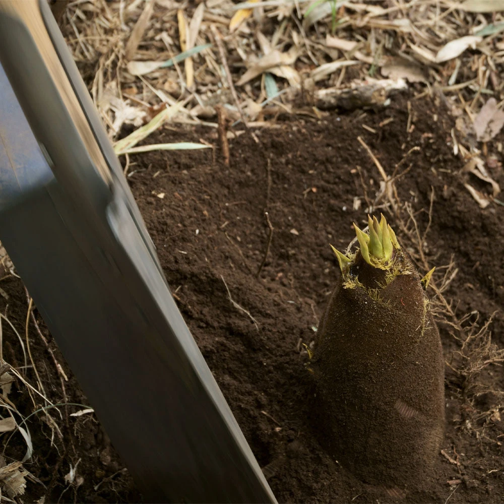 Edible Bamboo Plant 5 Edible Bamboo Plant - Image 3