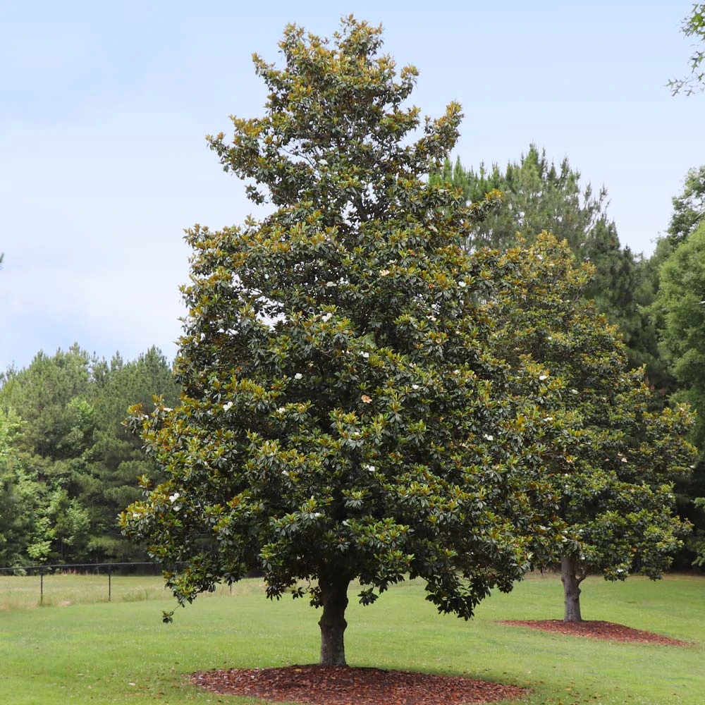 Edith Bogue Magnolia 4 Edith Bogue Magnolia - Image 2