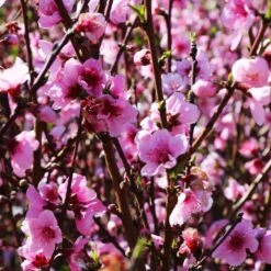 Elberta Peach Tree -Brighterblooms Shop Elberta Peach Tree 1