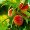 Elberta Peach Tree -Brighterblooms Shop Elberta Peach Tree BB 600x600 c03a5f1f 980a 43c0 b793 a8672a802055