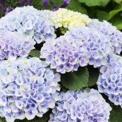 Elizabeth Ashley Hydrangea Shrub -Brighterblooms Shop Elizabeth Ashley 1