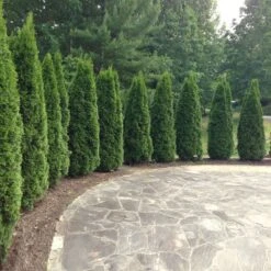 Emerald Green Thuja Tree -Brighterblooms Shop Emeral Green Arborvitae 1 BB