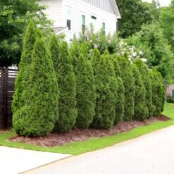 Emerald Green Thuja Tree -Brighterblooms Shop Emeral Green Arborvitae 4 BB