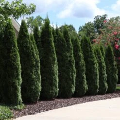 Emerald Green Thuja Tree -Brighterblooms Shop Emeral Green Arborvitae 7 BB