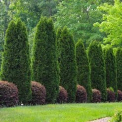 Emerald Green Thuja Tree -Brighterblooms Shop Emeral Green Arborvitae 8 BB